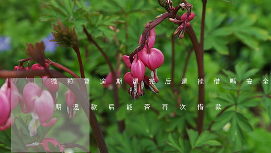 微粒貸逾期還完后還能借嗎安全嗎，微粒貸逾期還款后，能否再次借款？安全性如何？